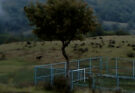 Primer trailer para Dry Leaf de Alexandre Koberidze