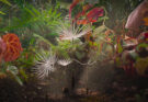 La odisea de Dandelion (Momoko Seto)