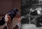 Sesión doble: El cuervo (1963) / Le puits et le pendule (1964)