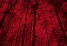 Eli Roth… a examen